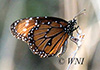 Danaus gilippus